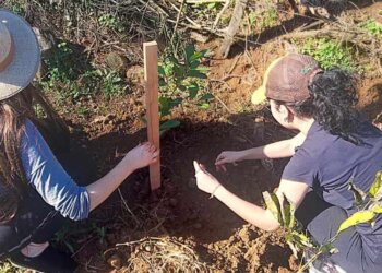 Alunos realizam plantio de mudas no Parque Municipal de Rodeios