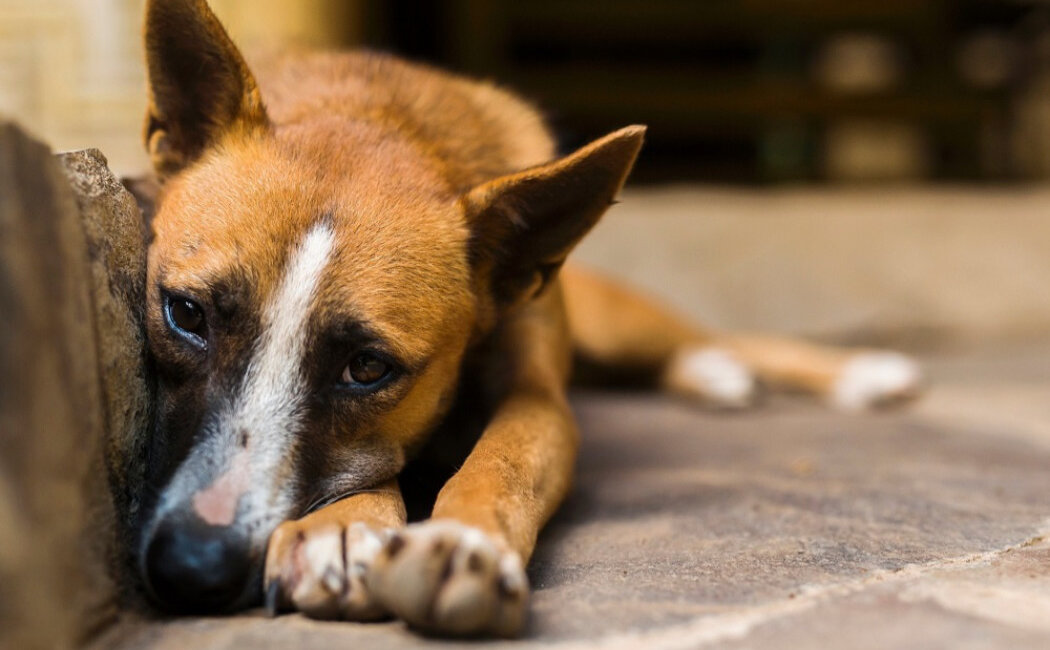 Alerta à população em relação aos animais domésticos